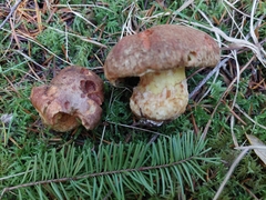 Suillus lakei
