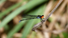 Pseudagrion ignifer
