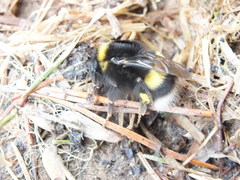 Bombus lucorum