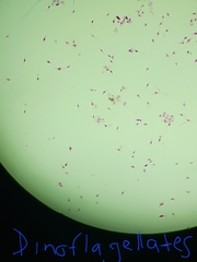 Miozoa