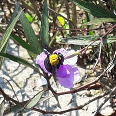 Xylocopa aestuans