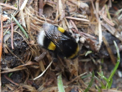 Bombus lucorum