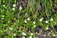 Sagina japonica