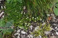Sagina japonica