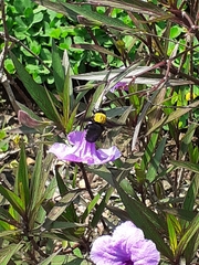 Xylocopa aestuans