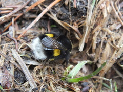Bombus lucorum