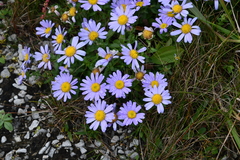 Aster hispidus