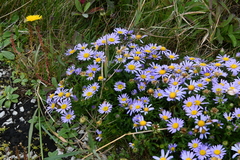 Aster hispidus