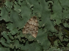 Scaphidriotis xylogramma