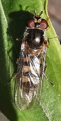 Meliscaeva auricollis