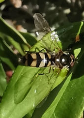 Meliscaeva auricollis