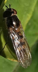 Meliscaeva auricollis