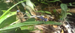 Argia