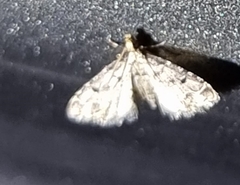 Sufetula