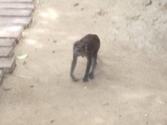 Macaca fascicularis philippensis