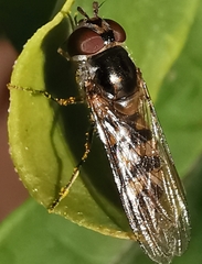 Meliscaeva auricollis