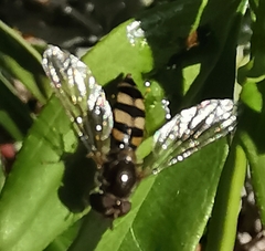 Meliscaeva auricollis