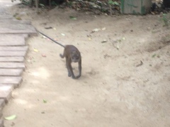 Macaca fascicularis philippensis