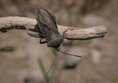 Pachylis argentinus