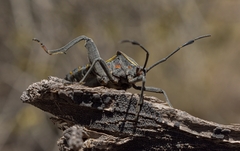 Pachylis argentinus