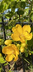 Senna pendula