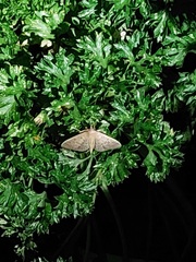 Idaea philocosma