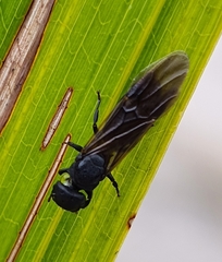Cephalotes