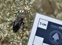 Pachylis argentinus