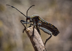 Pachylis argentinus
