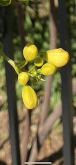 Senna pendula