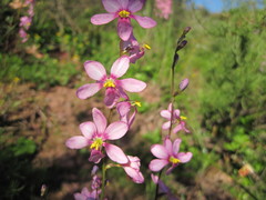 Ixia scillaris scillaris