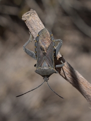 Pachylis argentinus