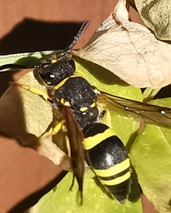 Ancistrocerus gazella