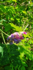 Lathyrus venosus