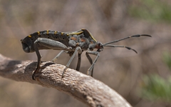 Pachylis argentinus