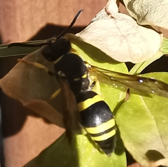 Ancistrocerus gazella