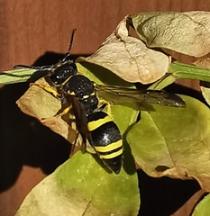 Ancistrocerus gazella