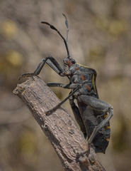 Pachylis argentinus
