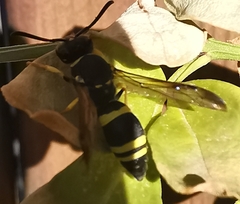 Ancistrocerus gazella