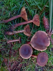 Lactarius hepaticus