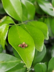Choreutis