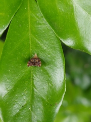 Choreutis