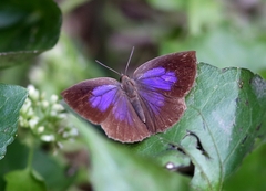 Arhopala paramuta