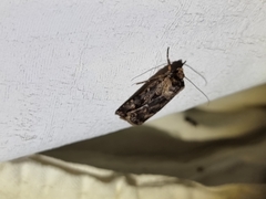 Agrotis munda