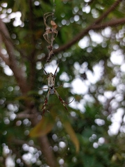 Trichonephila edulis
