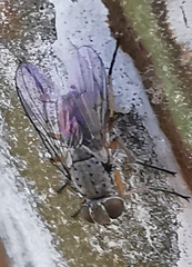 Muscoidea