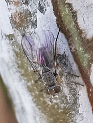 Muscoidea