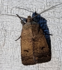 Proteuxoa hypochalchis