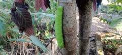 Cocytius antaeus