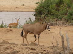 Oryx beisa callotis